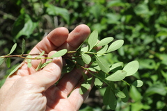 Erythroxylum australe