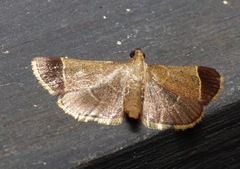 Hypsopygia amoenalis