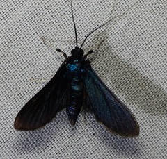 Desmia filicornis