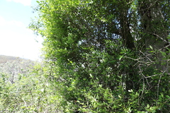 Erythroxylum australe