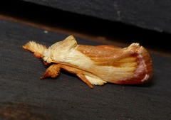 Eomichla hallwachsae