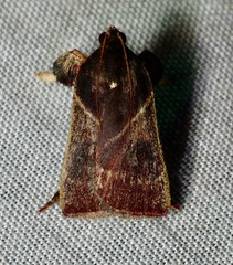 Dasycnemia obliqualis