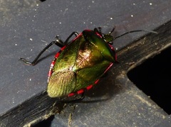 Rhyssocephala infuscata