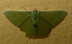 Nemoria remota