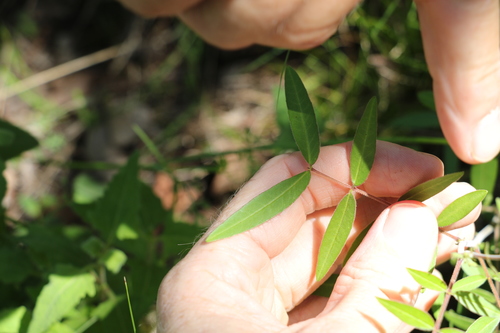 Algarrobilla (Senna sophera)