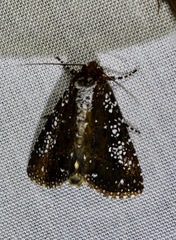 Condica pagetophagus