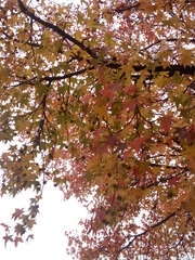 Platanus × hispanica