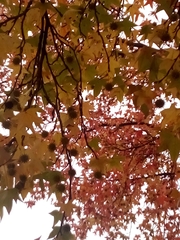 Platanus × hispanica