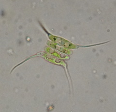 Desmodesmus protuberans