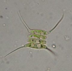 Desmodesmus protuberans