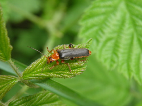 Juodablauzdis Minkštavabalis