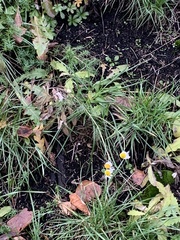 Tripleurospermum inodorum