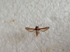 Microsphecia brosiformis