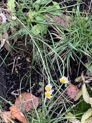 Tripleurospermum inodorum