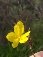 Bobartia filiformis