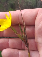 Bobartia filiformis