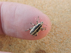 Eudiagogus rosenschoeldi