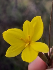 Bobartia filiformis