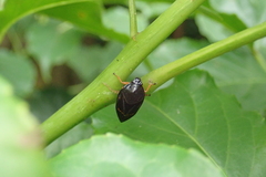 Okiscarta uchidae