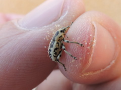 Eudiagogus rosenschoeldi