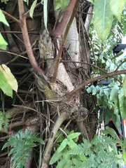 Ficus caulocarpa