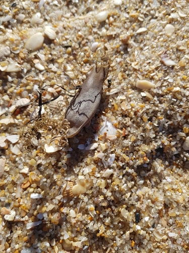 photo of Small-spotted Catshark (Scyliorhinus canicula)