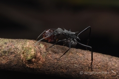 Polyrhachis abdominalis