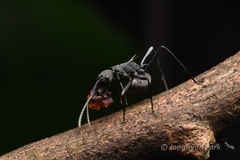 Polyrhachis abdominalis