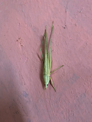 Orthoptera