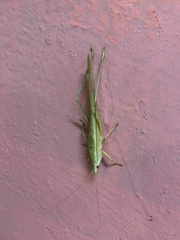Orthoptera