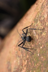 Polyrhachis abdominalis