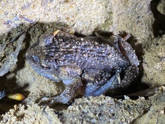 Uperoleia laevigata
