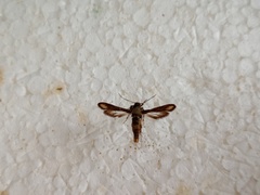 Microsphecia brosiformis