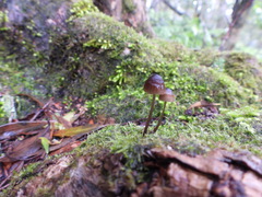 Mycena mulawaestris