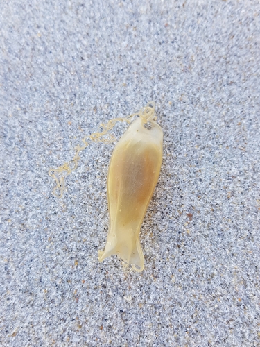 photo of Small-spotted Catshark (Scyliorhinus canicula)