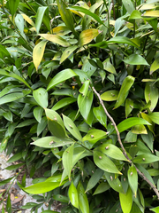 Ruscus hypophyllum