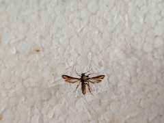 Microsphecia brosiformis