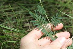 Acacia loroloba