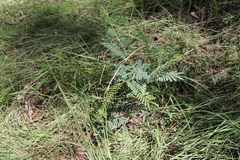 Acacia loroloba