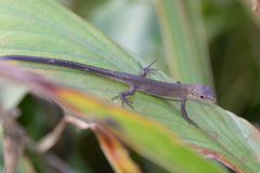 Takydromus tachydromoides