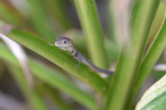 Takydromus tachydromoides