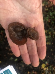 Auricularia auricula-judae