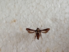 Microsphecia brosiformis