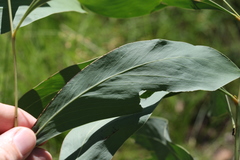 Acacia falcata