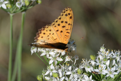 Argynnis hyperbius