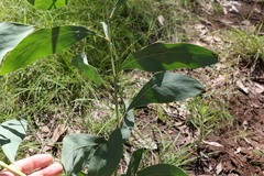 Acacia falcata