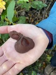 Auricularia auricula-judae
