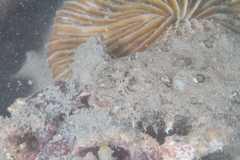 Asterorhombus cocosensis