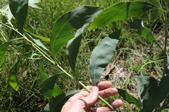 Acacia falcata