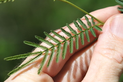 Acacia loroloba